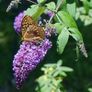 Butterfly Bushes, Buddlei Image 4