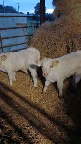 Pbr ch bulls