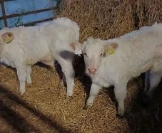 Pbr ch bulls