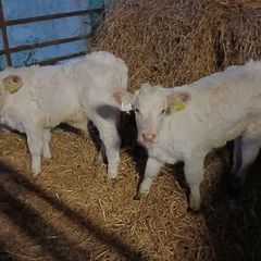 Pbr ch bulls
