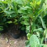 large potted laurel hedging Image 4