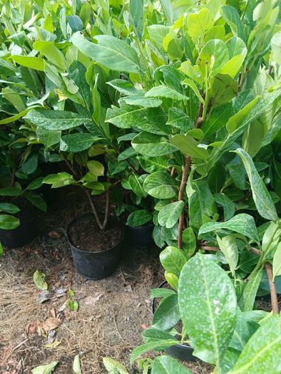 large potted laurel hedging