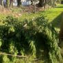 Free firewood Image 2