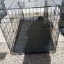 extra large dog travel crate Image 3