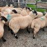 Ewe Lambs Image 7