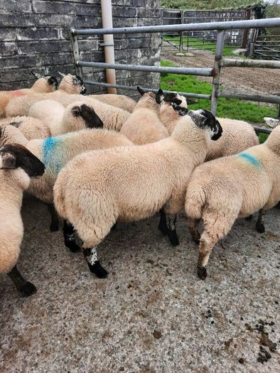 Ewe Lambs