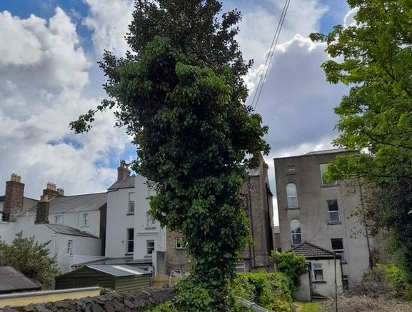Cut down tree/Garden clearance