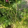 Dierama pulcherrimum purple plants Image 2