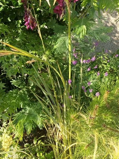 Dierama pulcherrimum purple plants