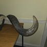 African Water Buffalo Horns Image 3
