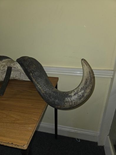 African Water Buffalo Horns