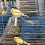 cage Image 3