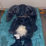 Jellycat Navy Bunny Image 2
