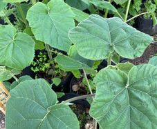 Paulownia Elongata
