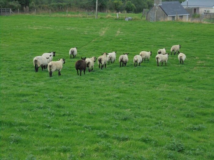 Breeding Hoggets and Sheep