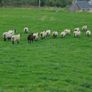 Breeding Hoggets and Sheep Image 6