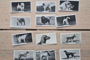 vintage cigarette cards from the "Champion Dogs"