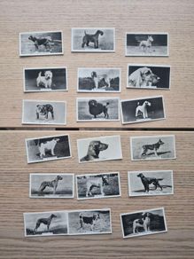 vintage cigarette cards from the "Champion Dogs"