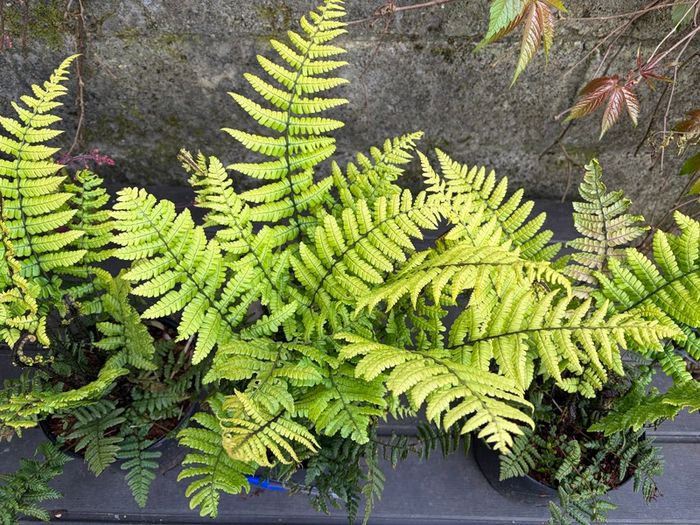 Dryopteris Wallichiana (Wallich s Wood Fern)