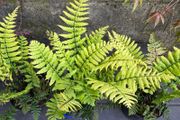 Dryopteris Wallichiana (Wallich s Wood Fern)