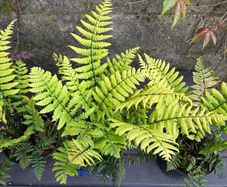 Dryopteris Wallichiana (Wallich s Wood Fern)