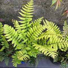 Dryopteris Wallichiana (Wallich s Wood Fern)