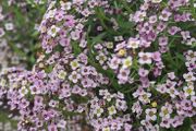 Alyssum