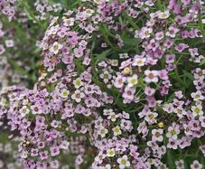 Alyssum