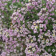 Alyssum