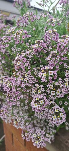 Alyssum