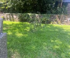 Plum tree