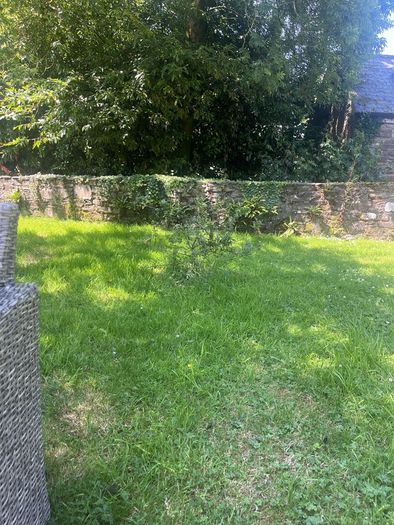Plum tree