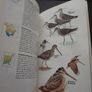 1987 "Field Guide To The Birds Of North America - National Geographic Society" Image 9