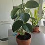 High Ficus rubber Plant Image 2