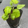 Raspberry Plant Image 3