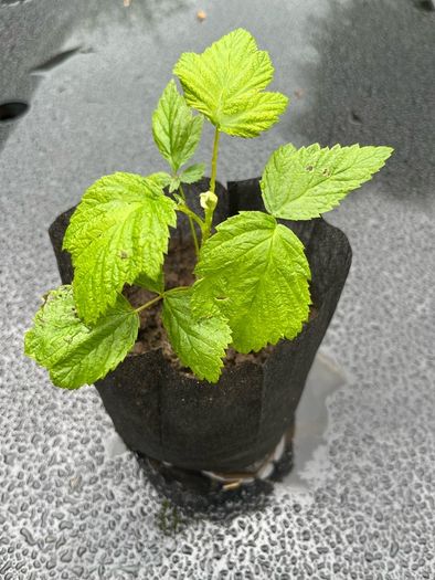 Raspberry Plant