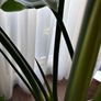 Mature Strelitzia Nicolai (Bird of Paradise) Houseplant Image 5