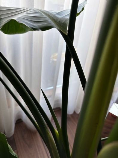 Mature Strelitzia Nicolai (Bird of Paradise) Houseplant