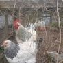 Light sussex hatching eggs Image 2