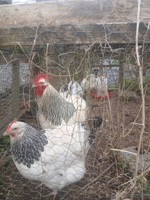 Light sussex hatching eggs