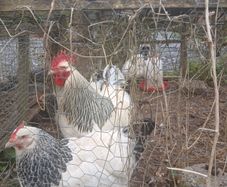 Light sussex hatching eggs