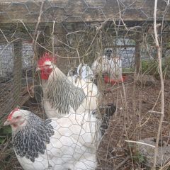 Light sussex hatching eggs