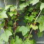 Mature Blackcurrant Plant Image 3