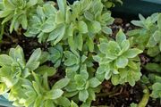 sedum