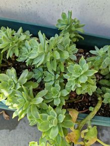 sedum
