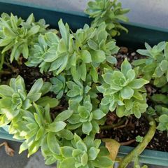 sedum