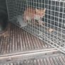 fox trap Image 3