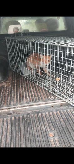fox trap