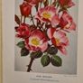 The Home Gardning Encyclopedia. VINTAGE 1955. Hardback In Good Condition. NEW AND REVISED EDITION. 368 Pages. Image 4