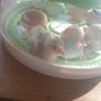 Chicks and fertilised eggs Image 2